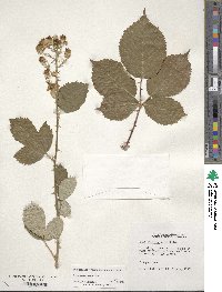 Rubus armeniacus image