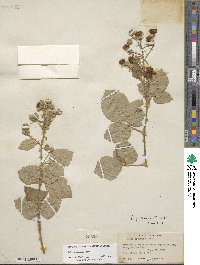 Rubus armeniacus image