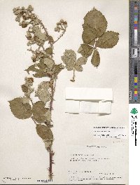 Rubus armeniacus image