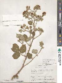 Rubus armeniacus image