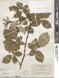 Rubus armeniacus image