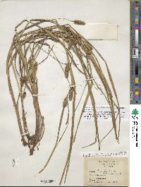 Carex aureolensis image