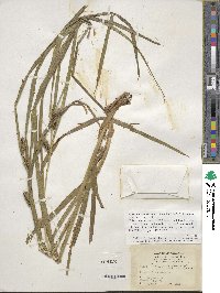 Carex aureolensis image