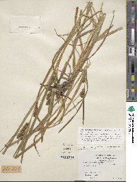 Carex aureolensis image