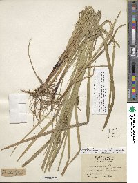 Carex aureolensis image