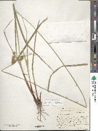 Carex lurida image