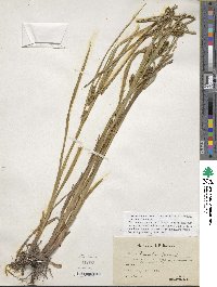 Carex aureolensis image