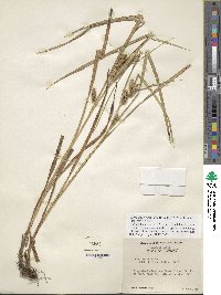 Carex aureolensis image