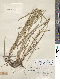 Carex aureolensis image