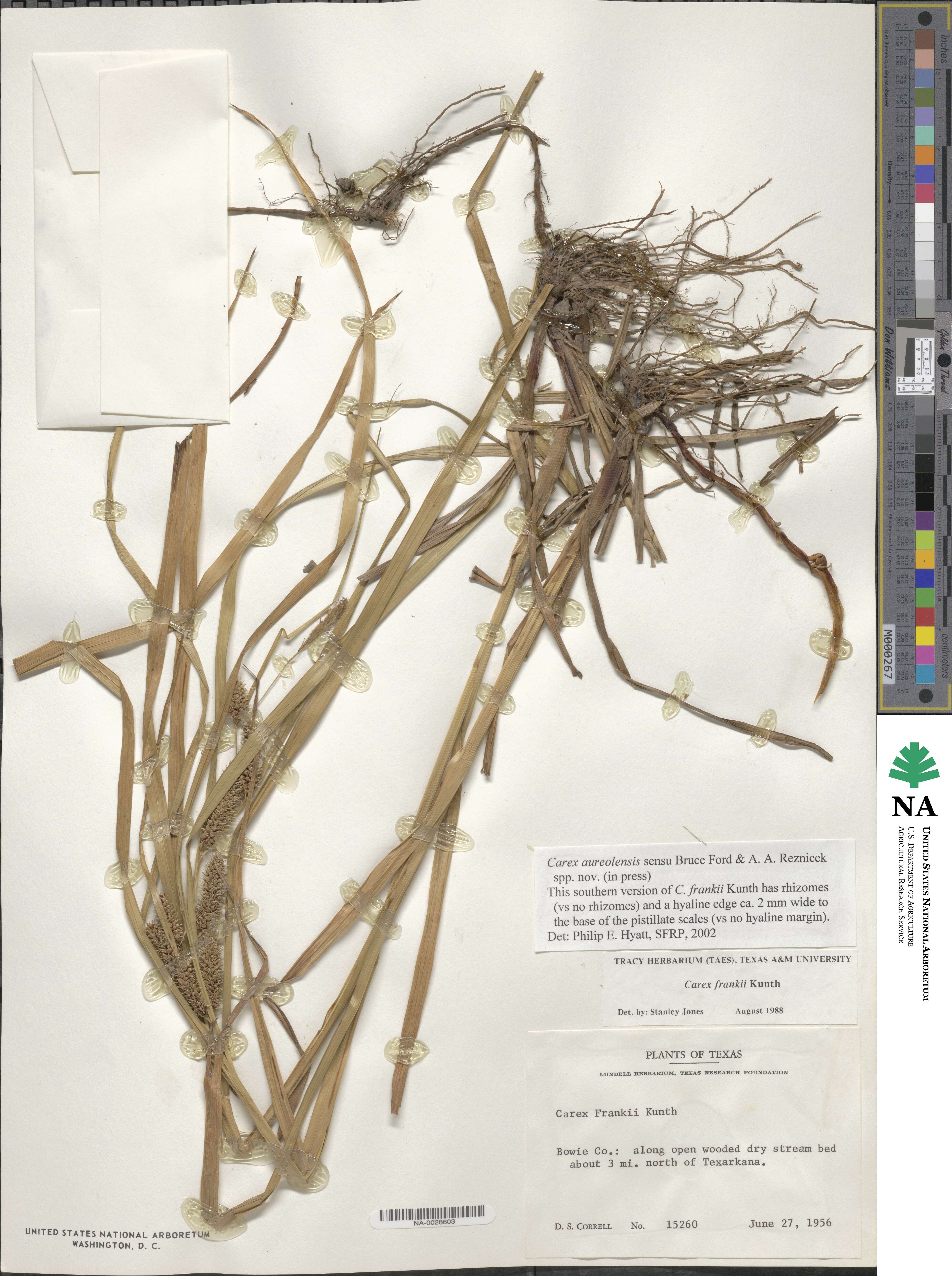 Carex aureolensis image