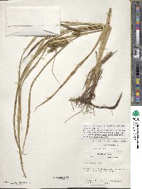 Carex aureolensis image