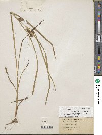 Carex aureolensis image