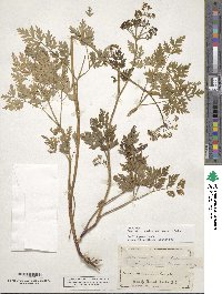 Image of Conioselinum chinense