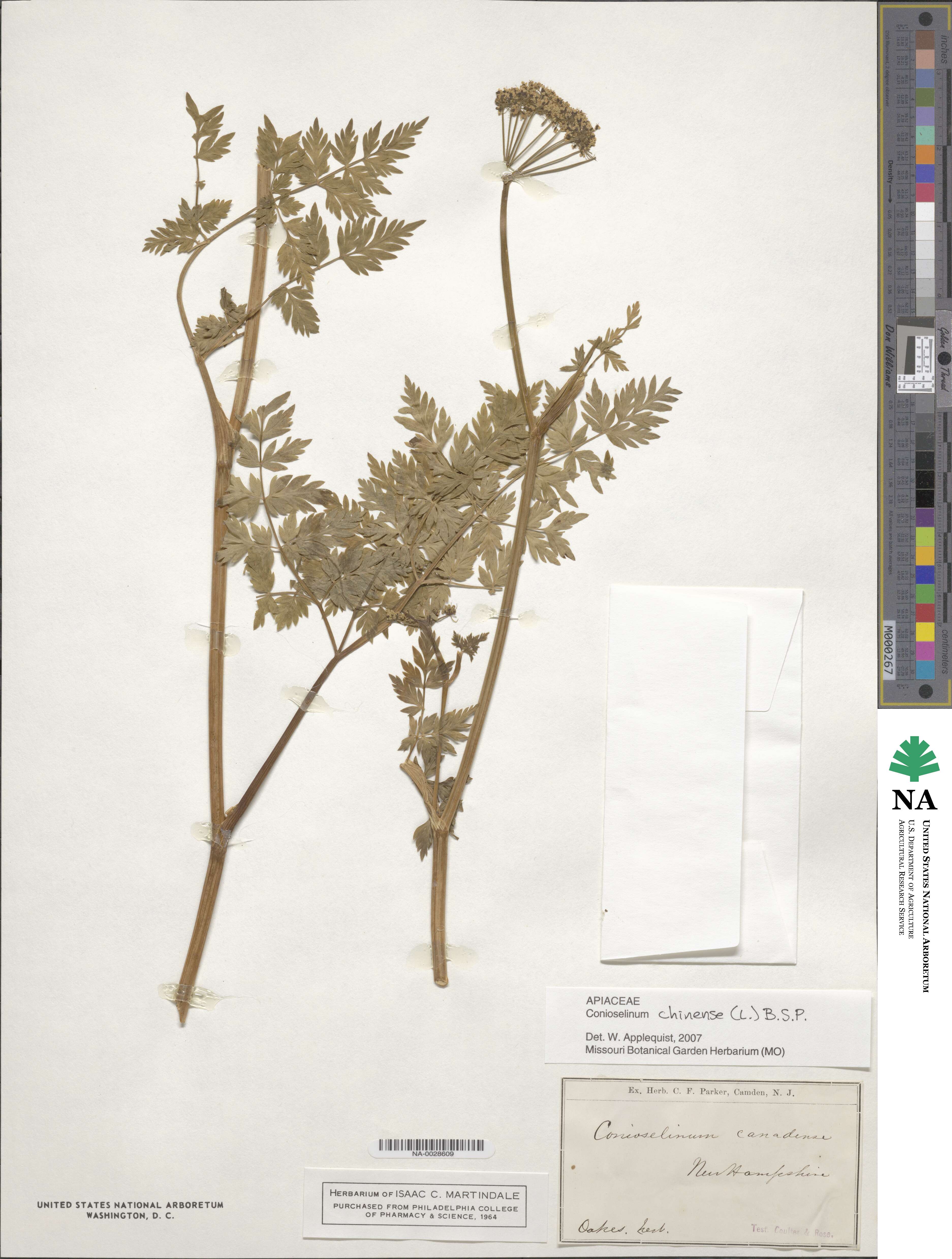 Conioselinum chinense image