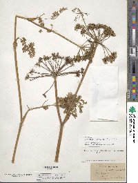 Conioselinum chinense image