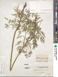 Conioselinum chinense image