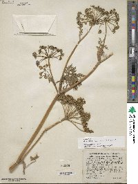 Conioselinum chinense image