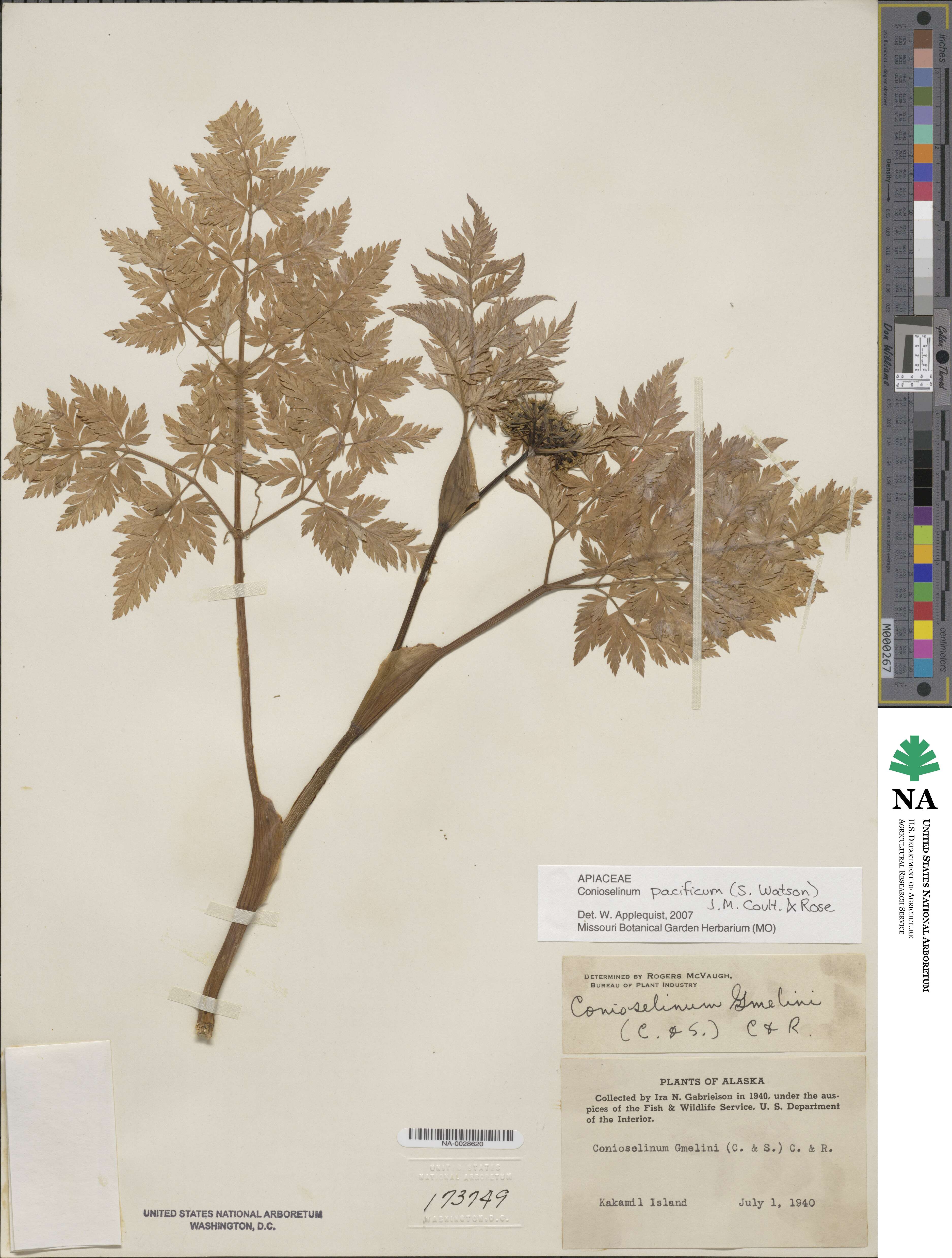 Conioselinum gmelinii image