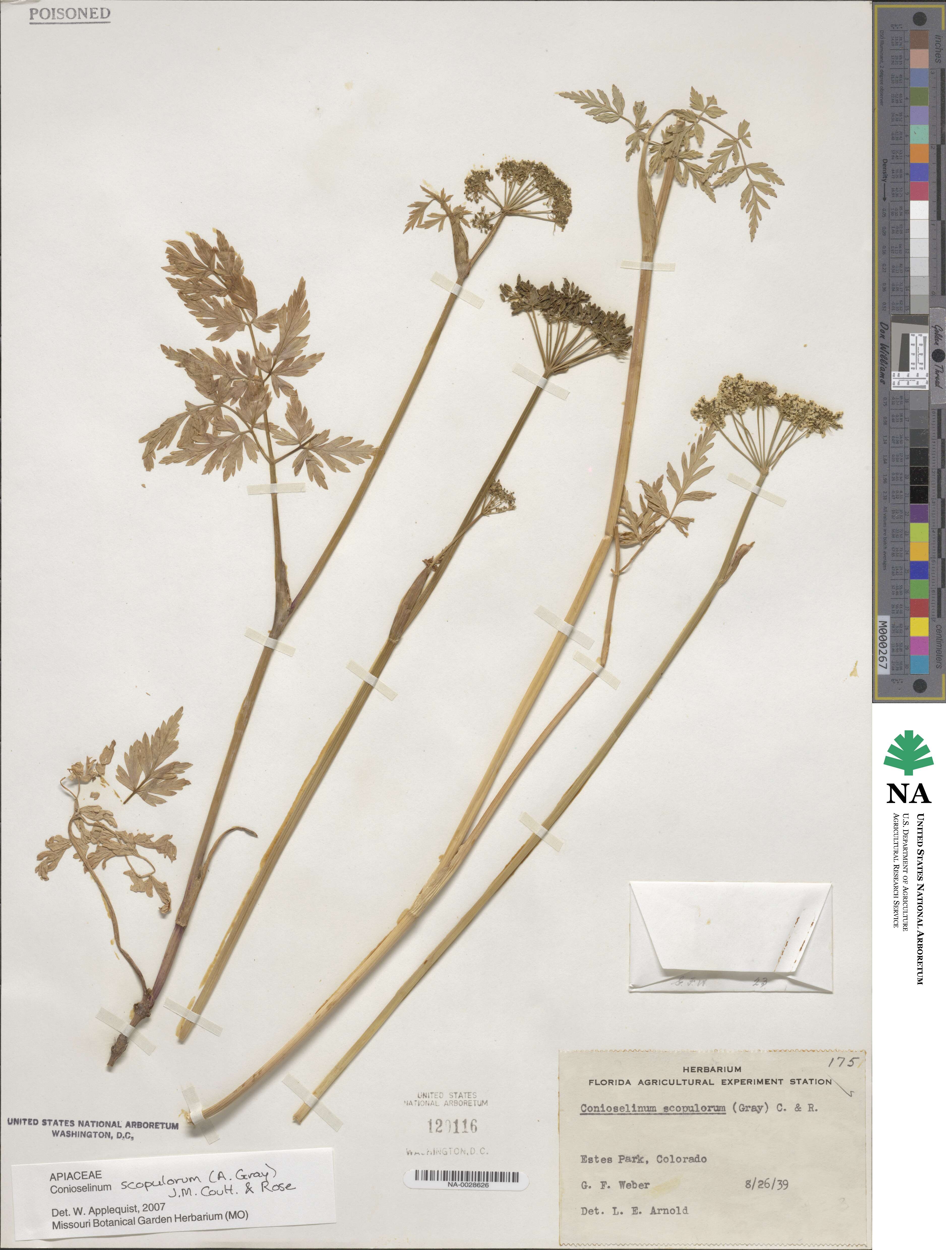 Conioselinum scopulorum image