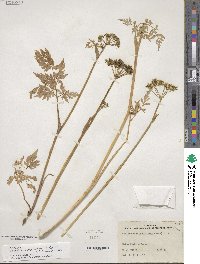 Conioselinum scopulorum image