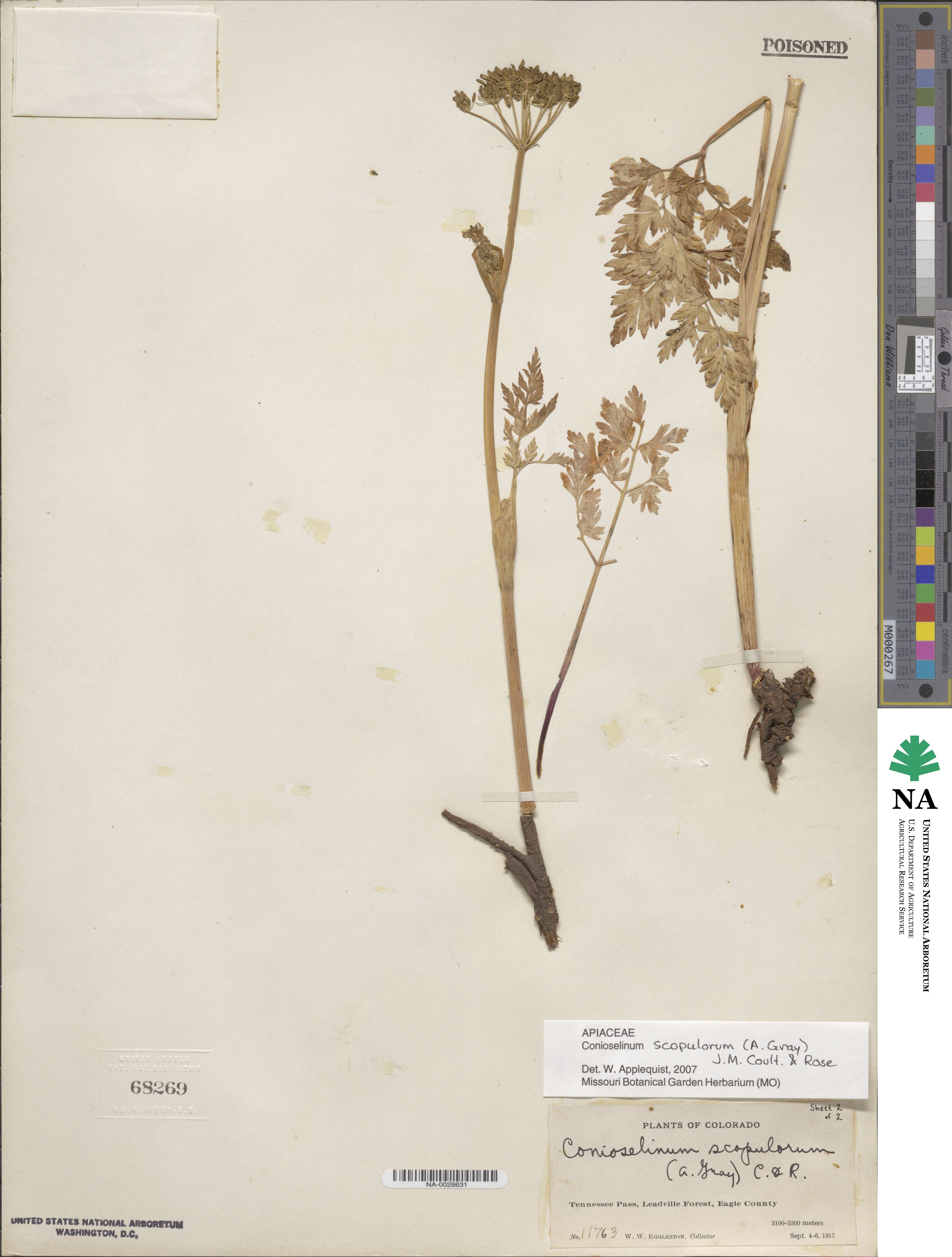 Conioselinum scopulorum image