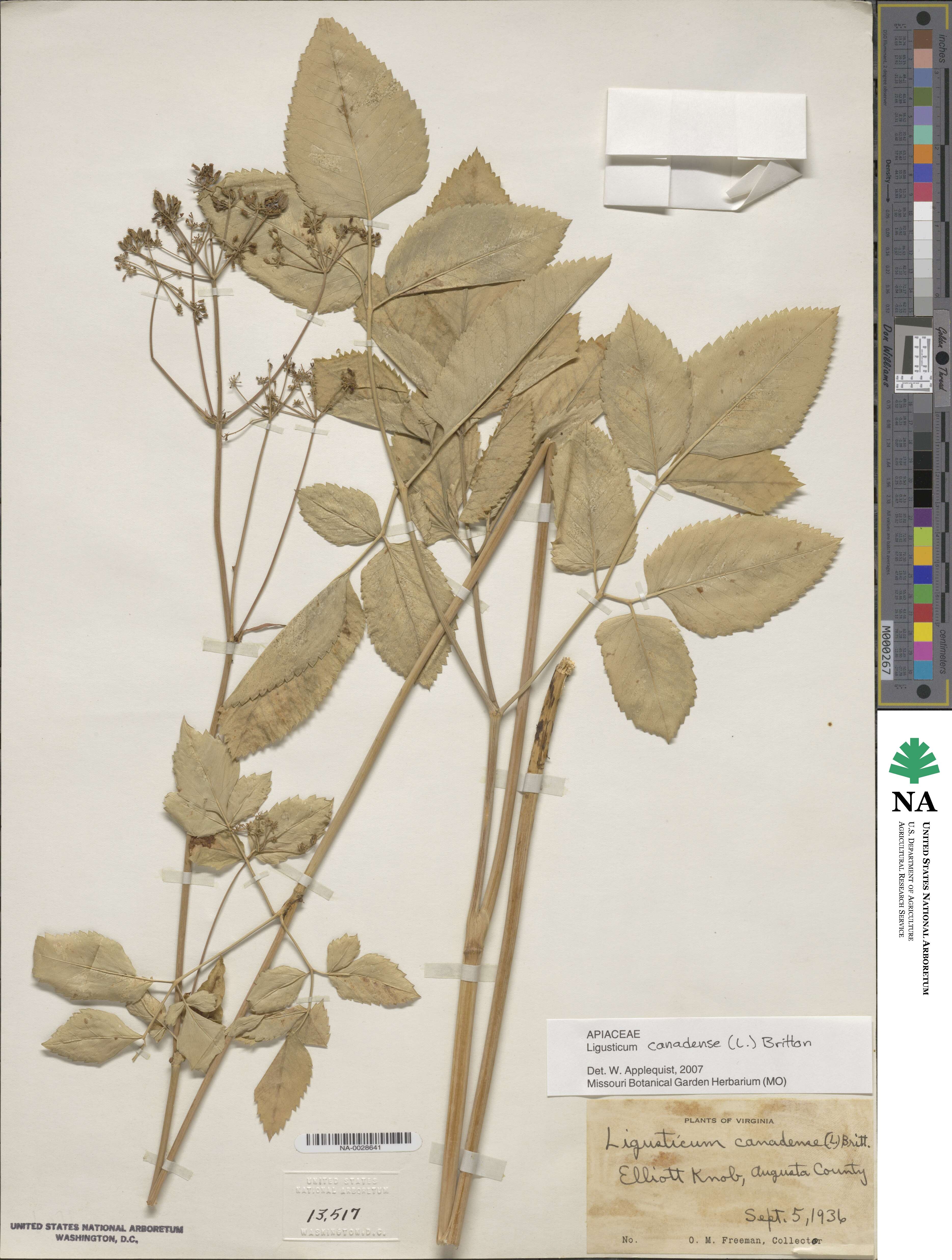 Ligusticum canadense image