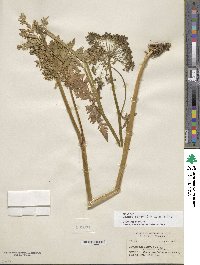 Ligusticum canbyi image