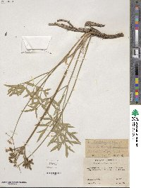 Ligusticum canbyi image