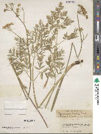 Ligusticum canbyi image