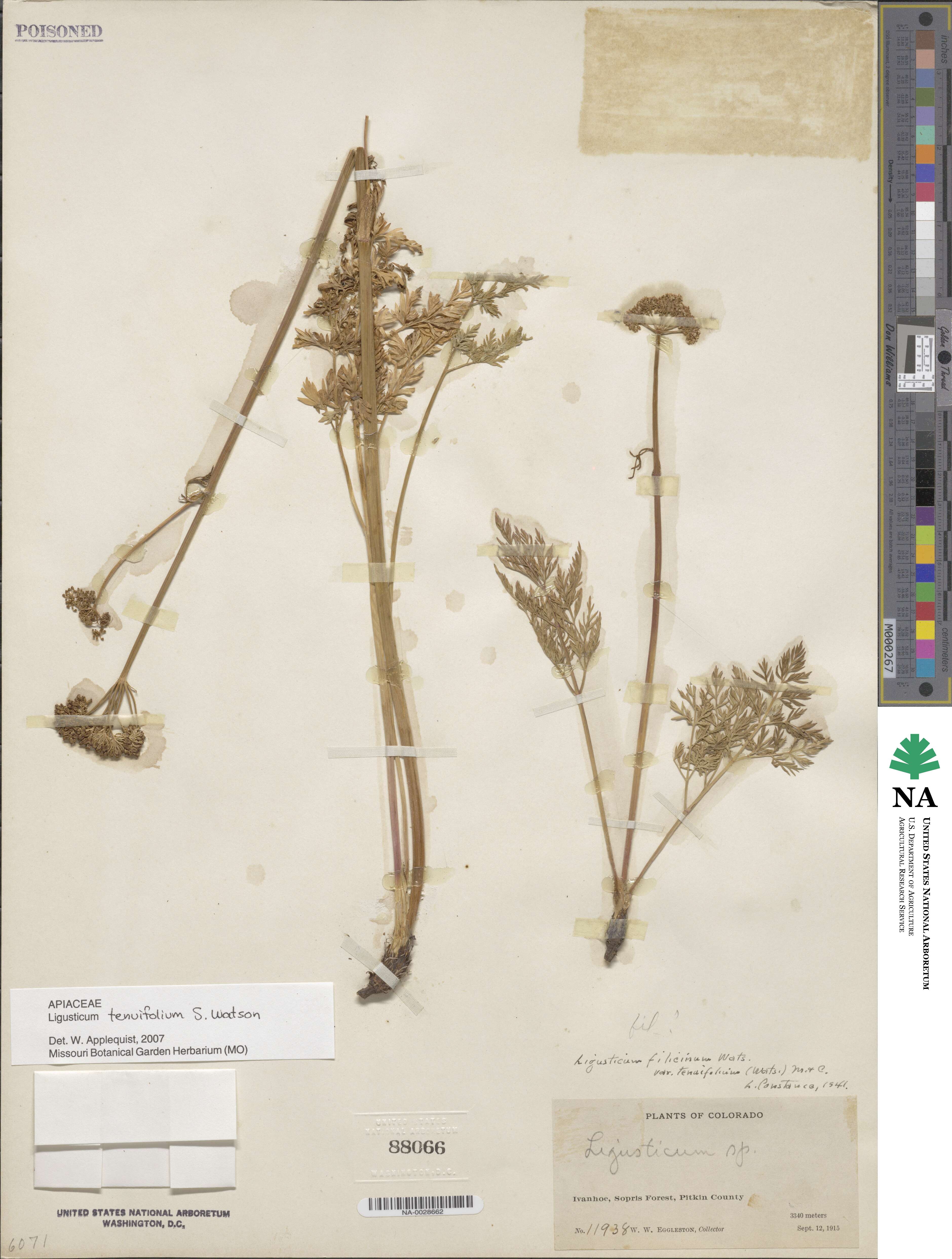 Ligusticum tenuifolium image
