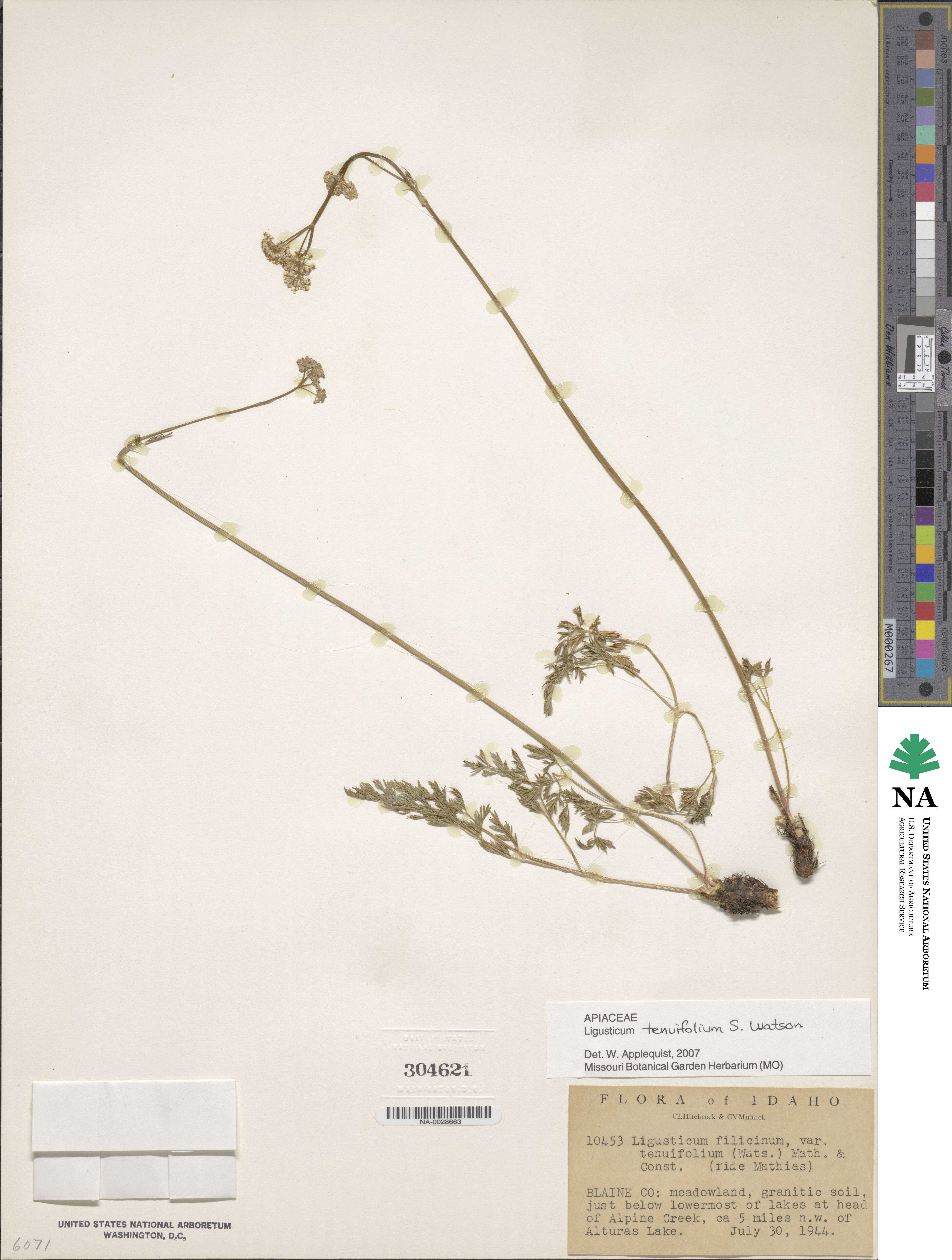 Ligusticum tenuifolium image