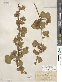 Rubus deliciosus image