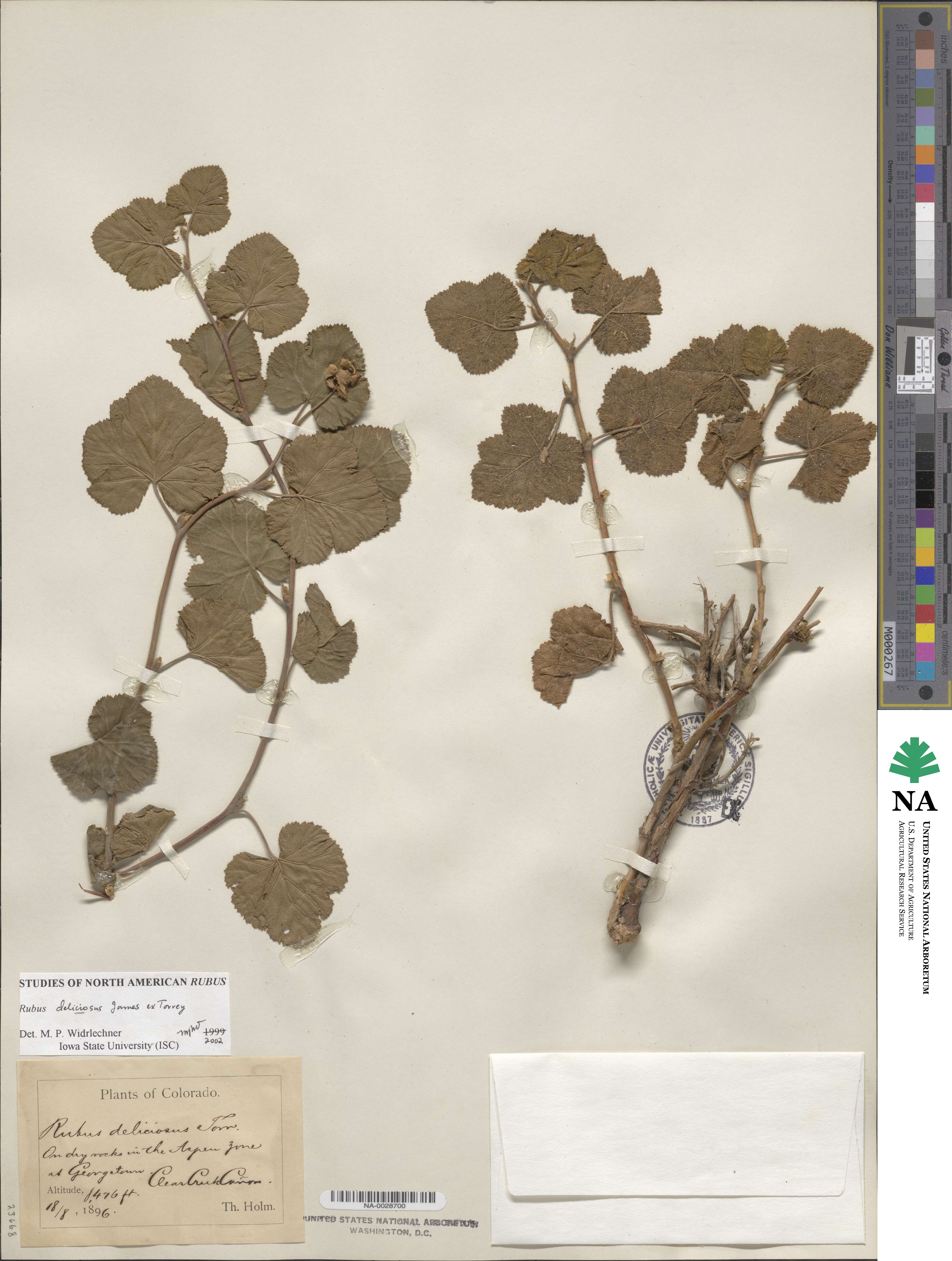 Rubus deliciosus image