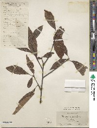 Meliosma cuneifolia image