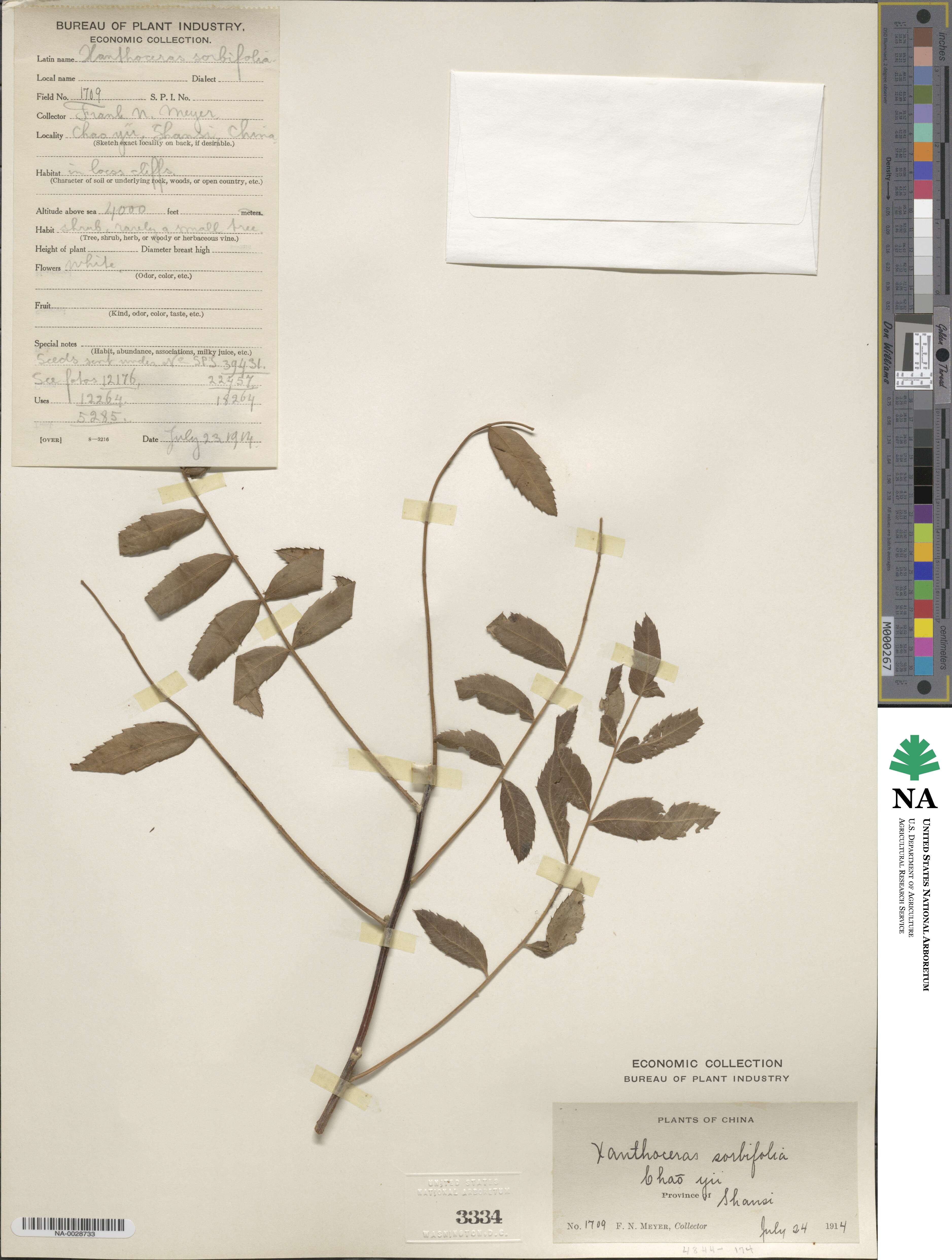 Xanthoceras sorbifolium image