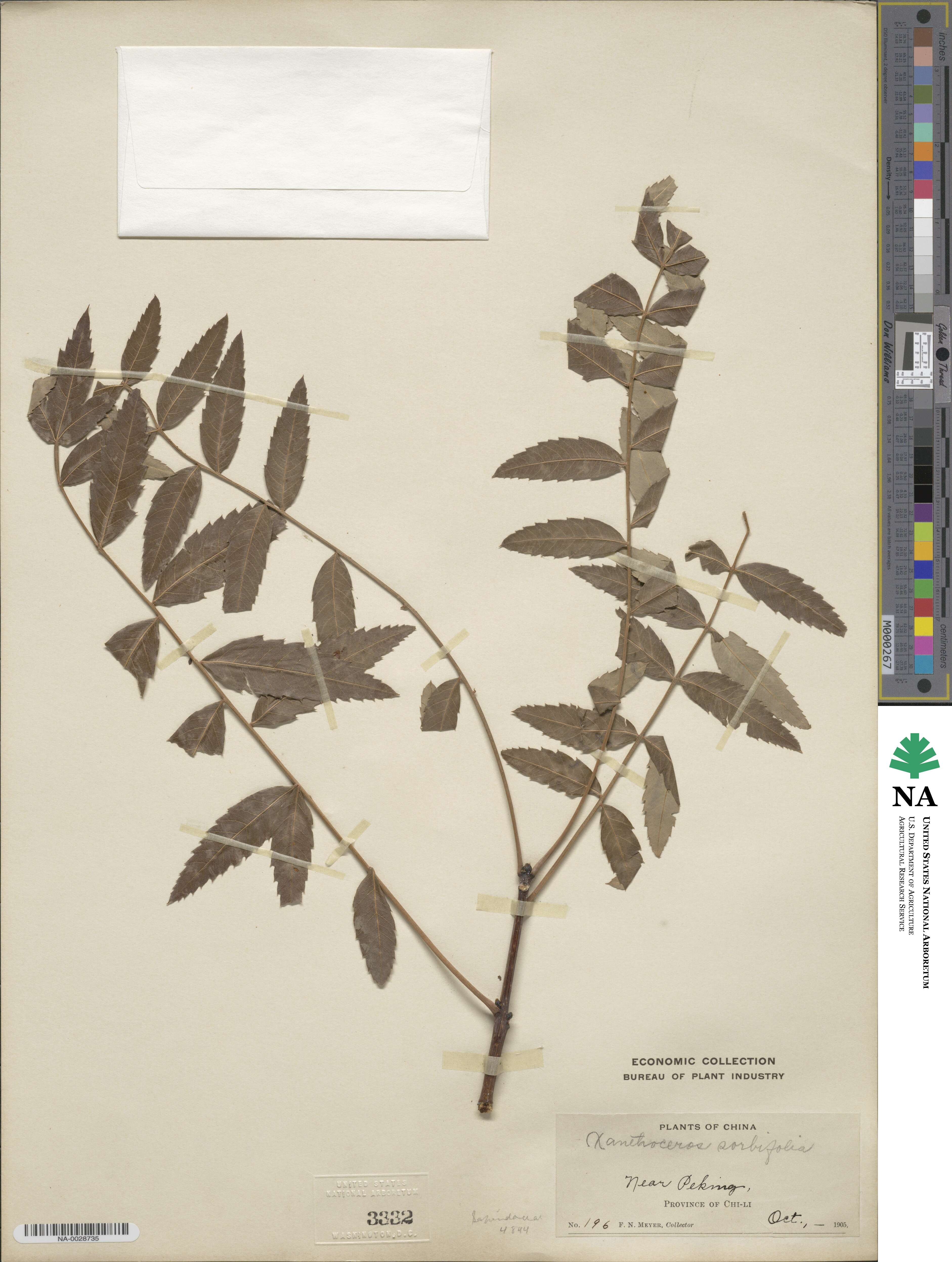 Xanthoceras sorbifolium image