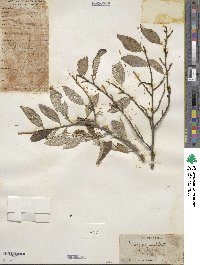 Elaeagnus umbellata image