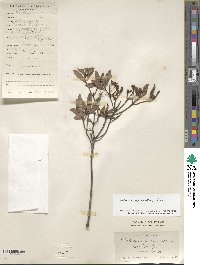 Rhododendron micranthum image