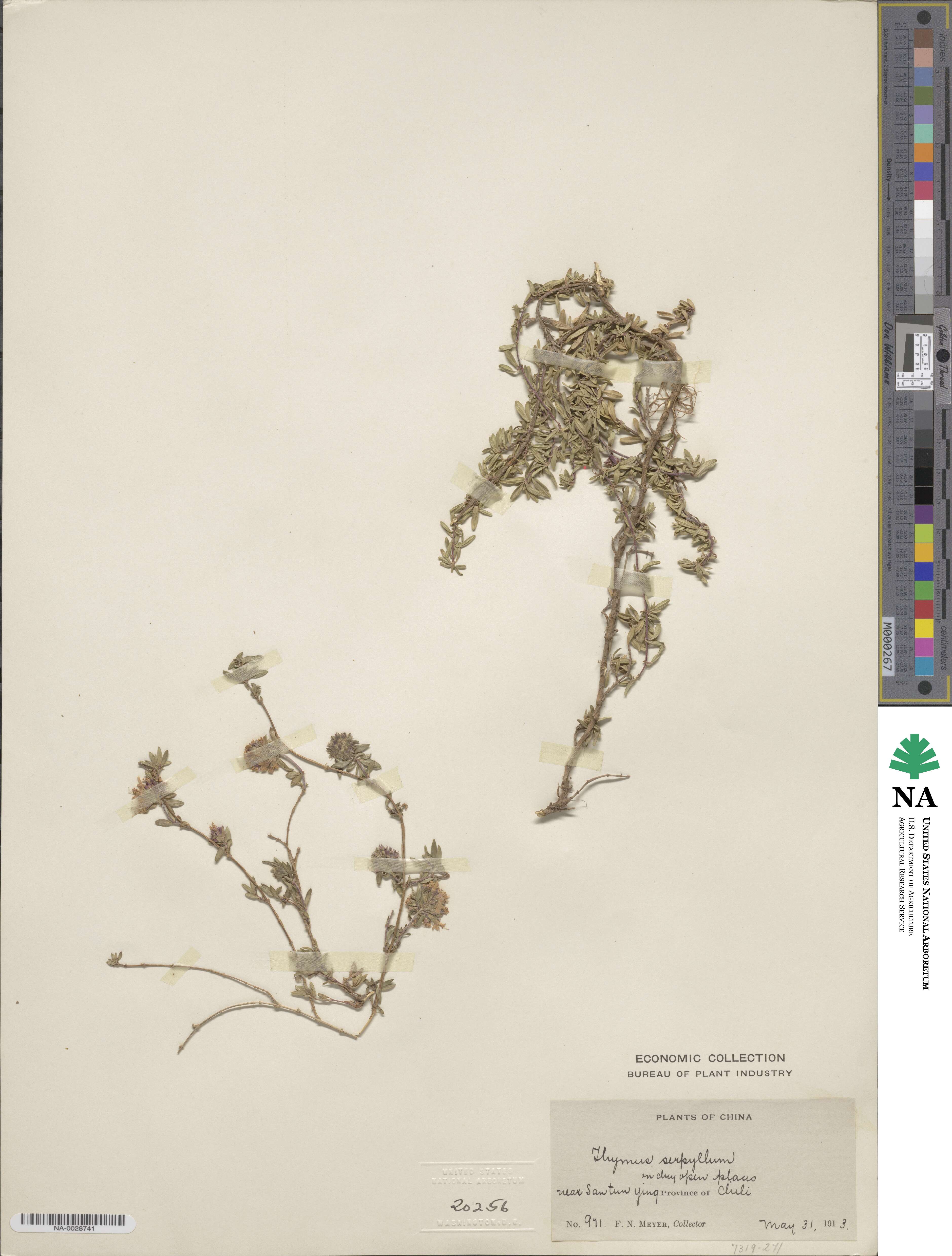 Thymus serpyllum subsp. serpyllum image