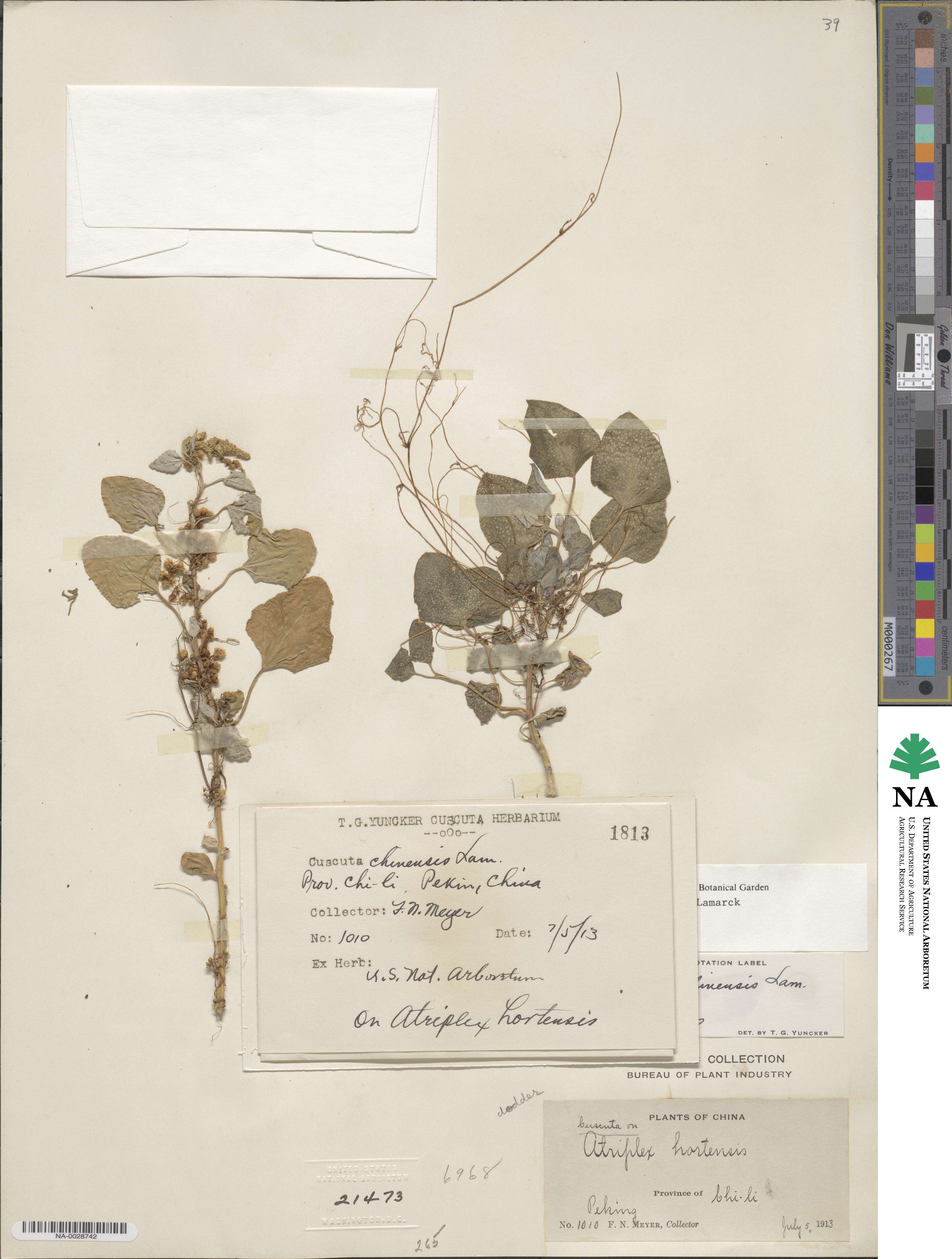 Cuscuta chinensis image