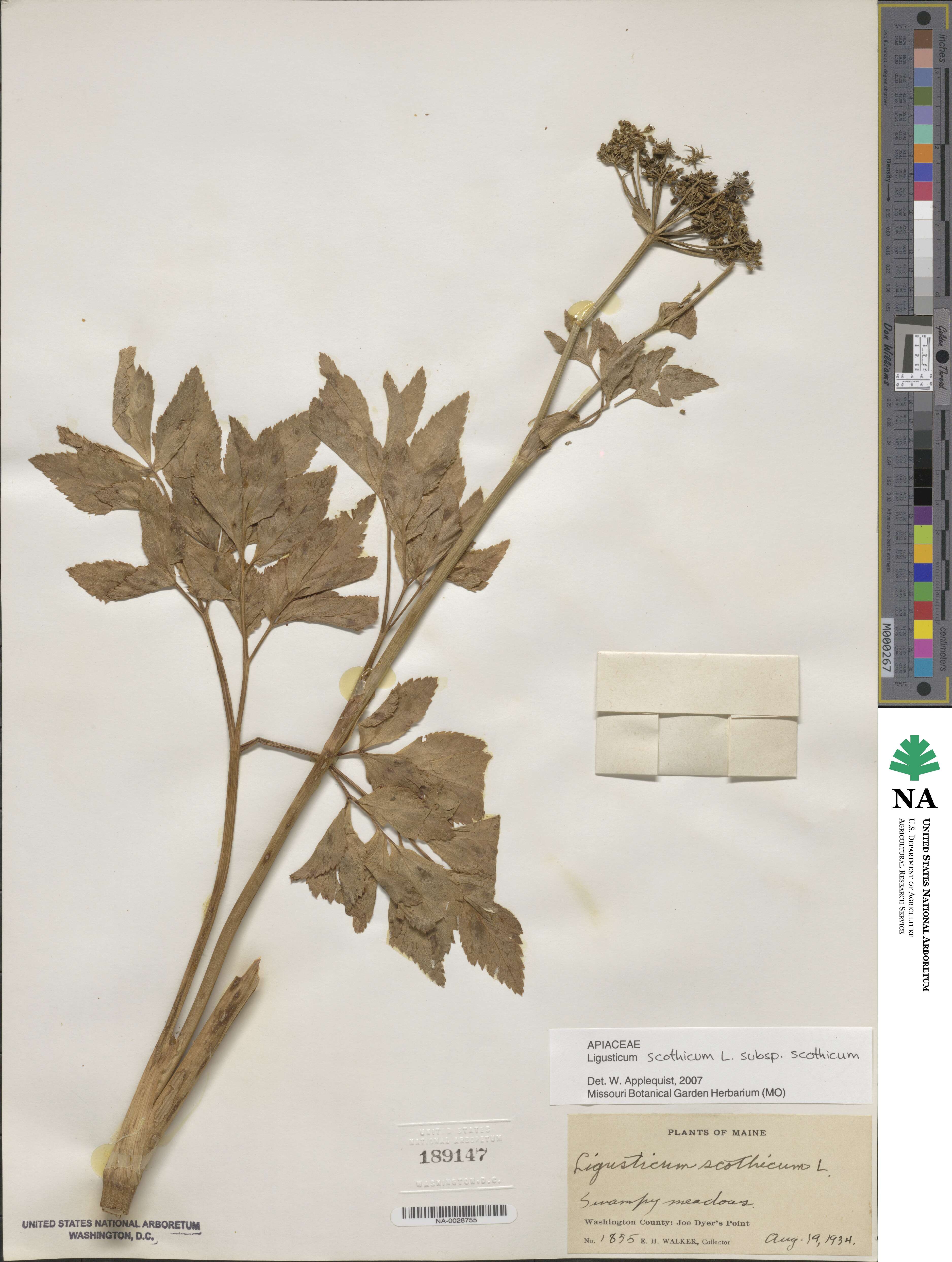 Ligusticum scothicum image