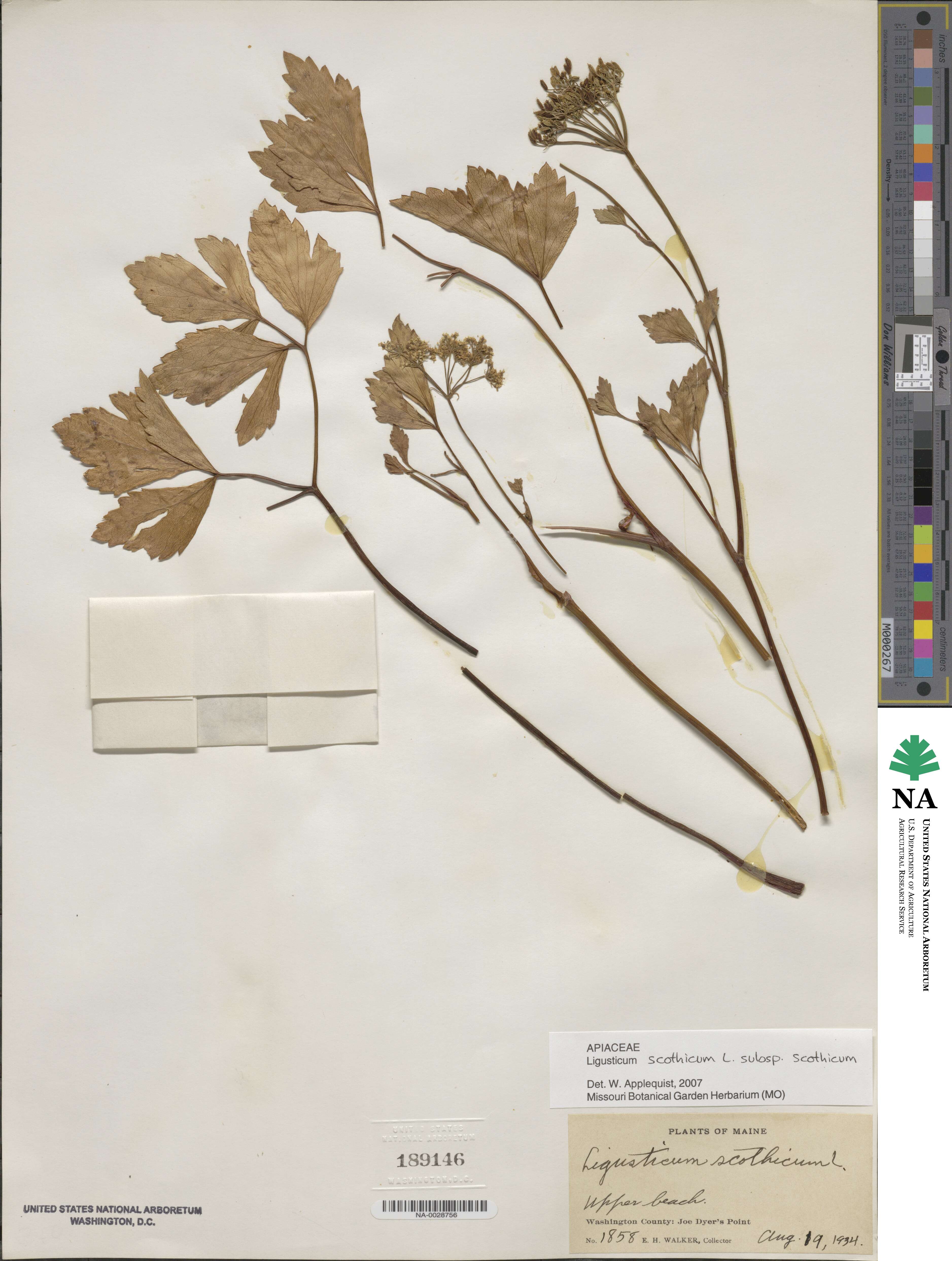 Ligusticum scothicum subsp. scothicum image
