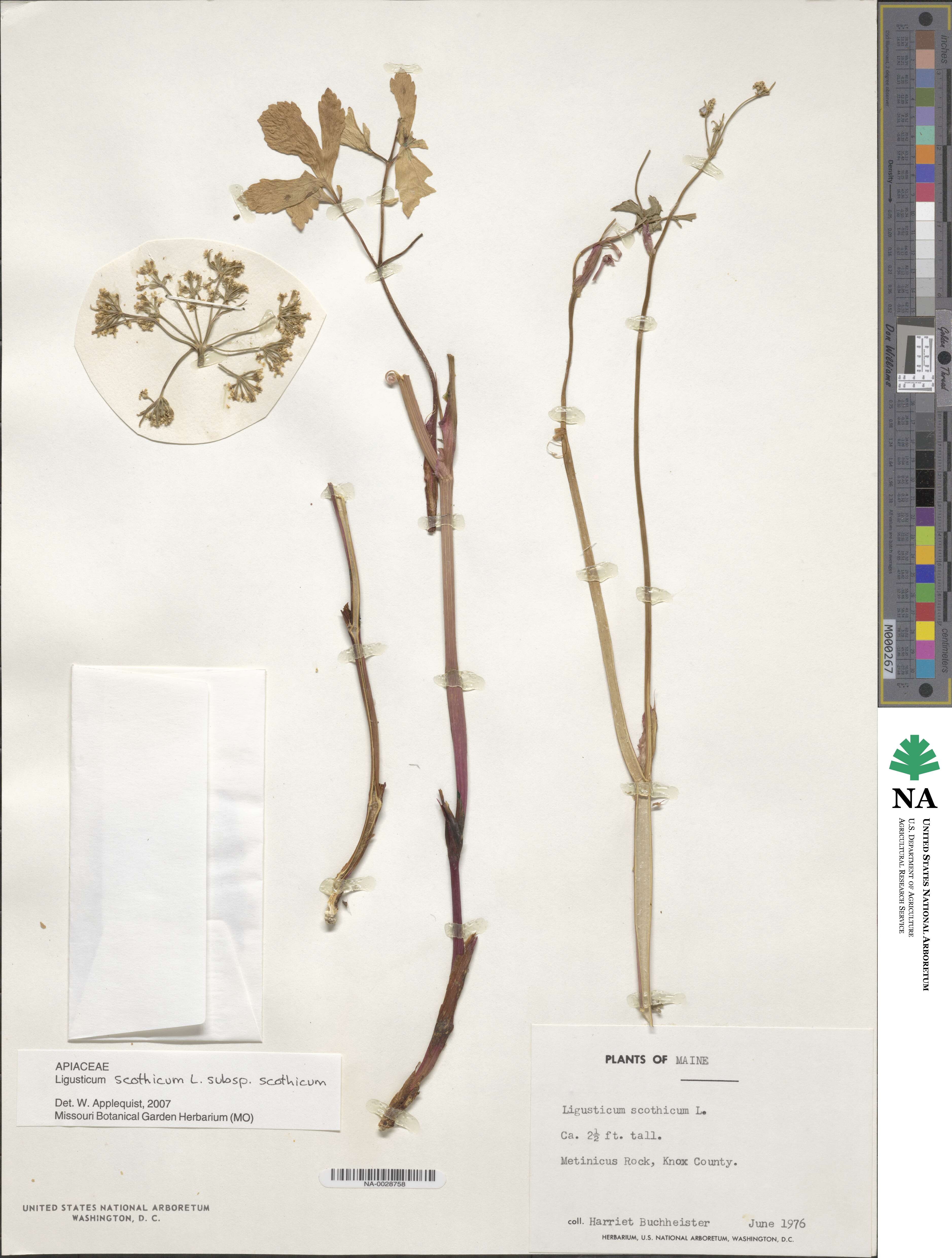 Ligusticum scothicum subsp. scothicum image