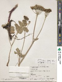 Ligusticum scothicum subsp. hultenii image