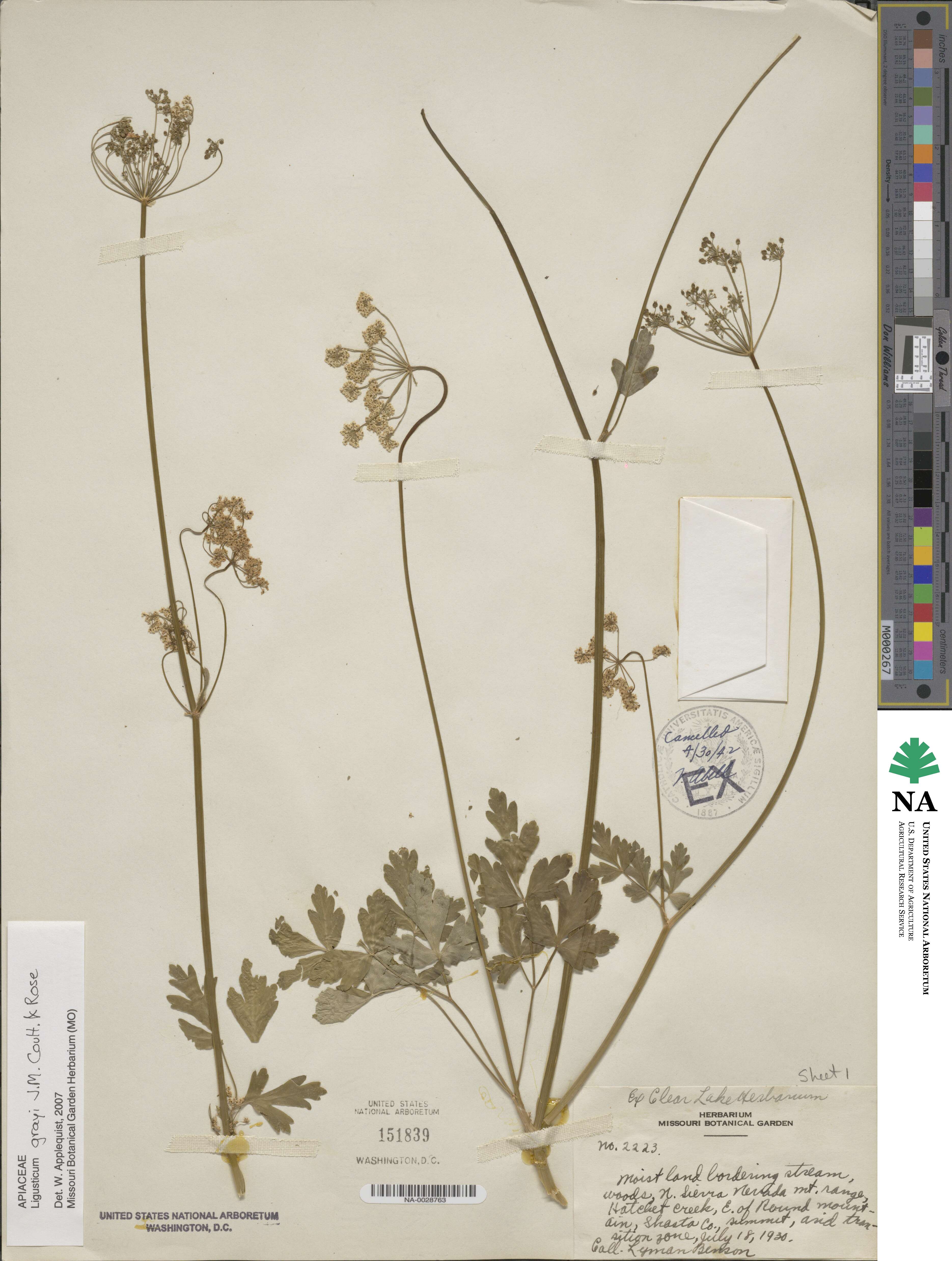Ligusticum grayi image