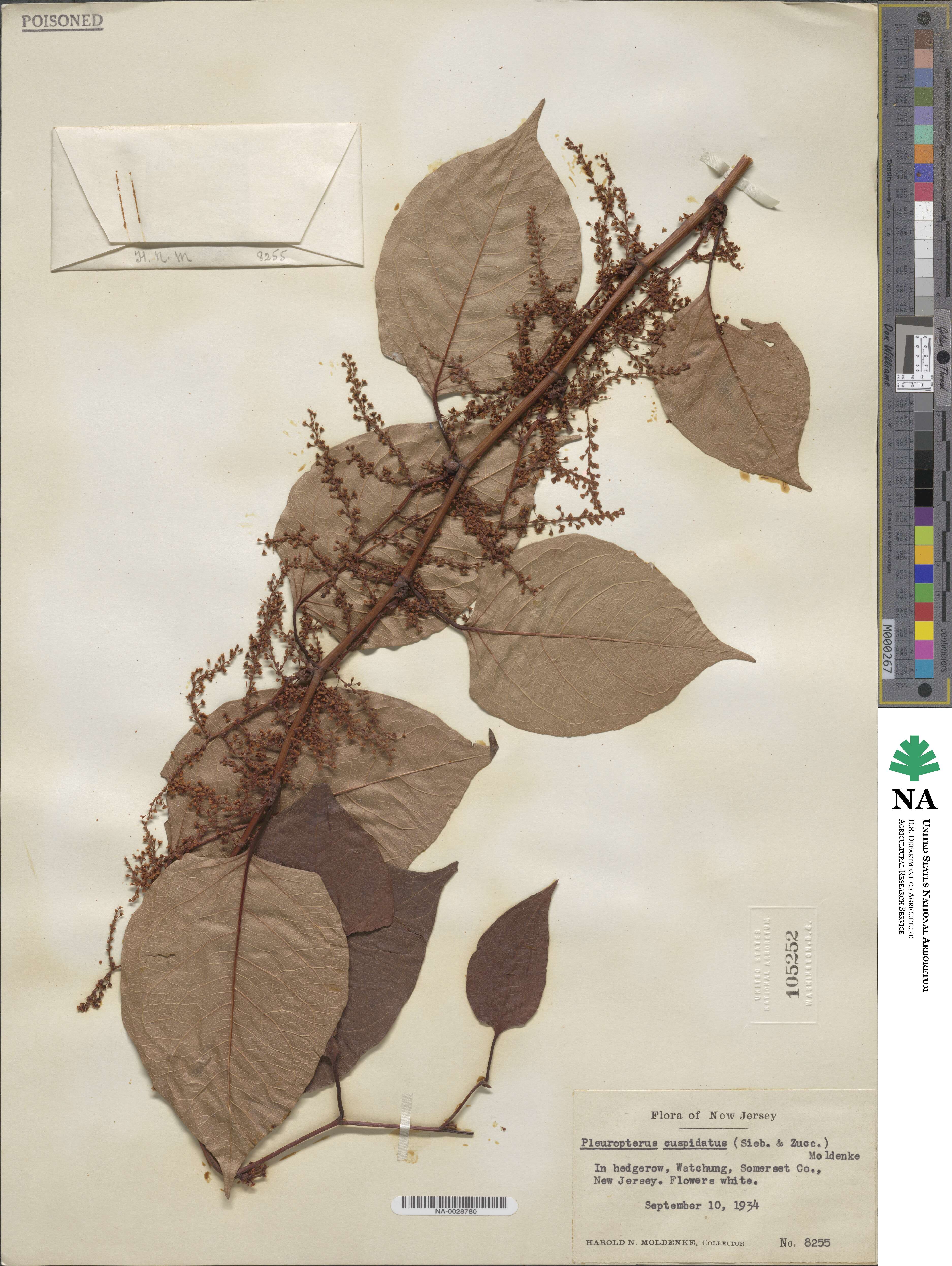 Polygonum image