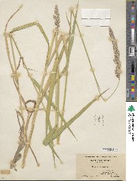 Phalaris arundinacea image