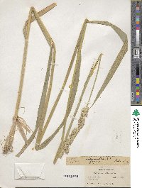 Phalaris arundinacea image