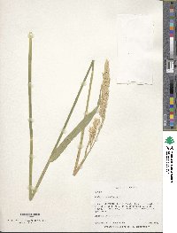 Phalaris arundinacea image