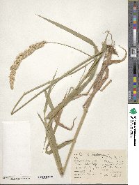 Phalaris arundinacea image